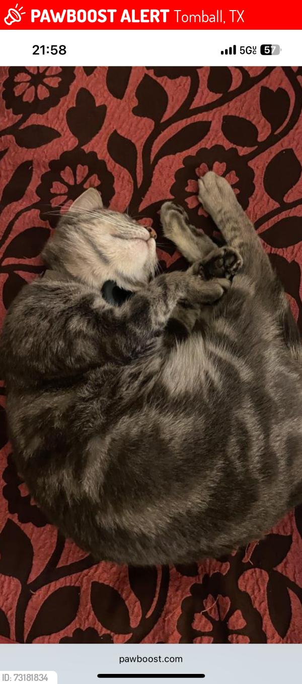 Lost Female Cat last seen ***, Tomball, TX 77377