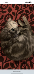 Lost Female Cat last seen ***, Tomball, TX 77377
