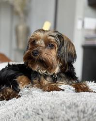 Reunited Female Dog last seen Se Yoakum ln, 122nd Ave happy valley, Happy Valley, OR 97086