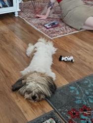 Found/Stray Male Dog last seen Kino and Silverlale, Tucson, AZ 85726