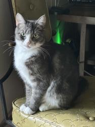 Lost Female Cat last seen Sw 115th and Sw Genesis loop in Tigard, Tigard, OR 97223