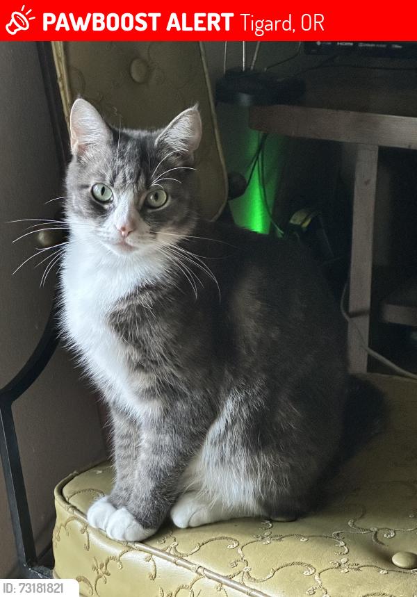 Lost Female Cat last seen Sw 115th and Sw Genesis loop in Tigard, Tigard, OR 97223