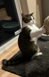 Reunited Male Cat last seen Mima Mounds, Olympia, WA 98512