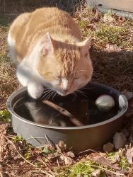 Lost Male Cat last seen Hwy 29 and south green river rd 29330, Cowpens, SC 29330