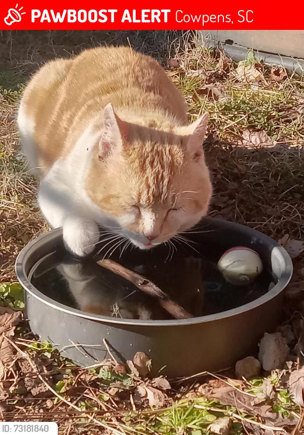 Lost Male Cat last seen Hwy 29 and south green river rd 29330, Cowpens, SC 29330