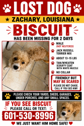 Lost Male Dog last seen Jackson Rd, Zachary, LA 70791