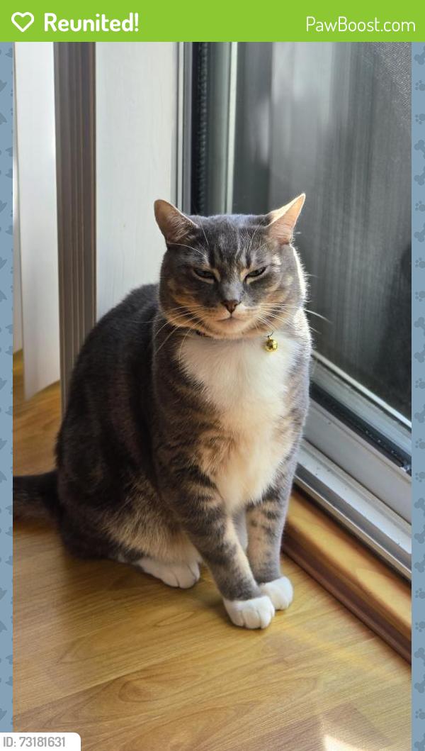 Reunited Male Cat last seen No.5 and Cambie, Richmond, BC V6V 2M8