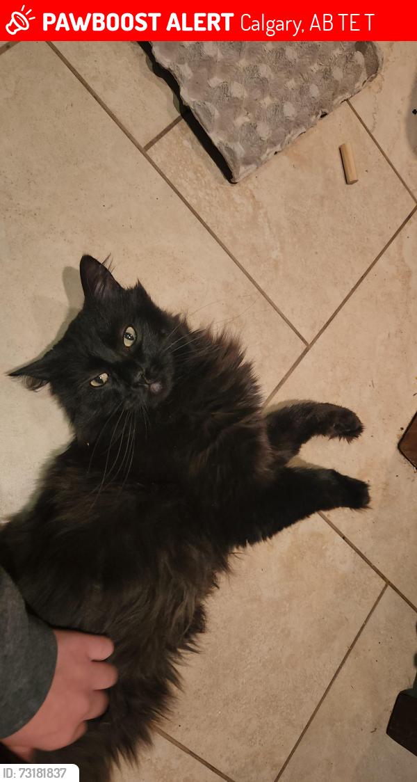 Lost Male Cat last seen Near 45st sw, Calgary, AB T3E 3T9