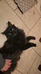 Lost Male Cat last seen Near 45st sw, Calgary, AB T3E 3T9