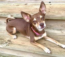 Reunited Female Dog last seen Ridge Bay Dr and Cove Ridge ct near Chester Frost, Chattanooga, TN 37343