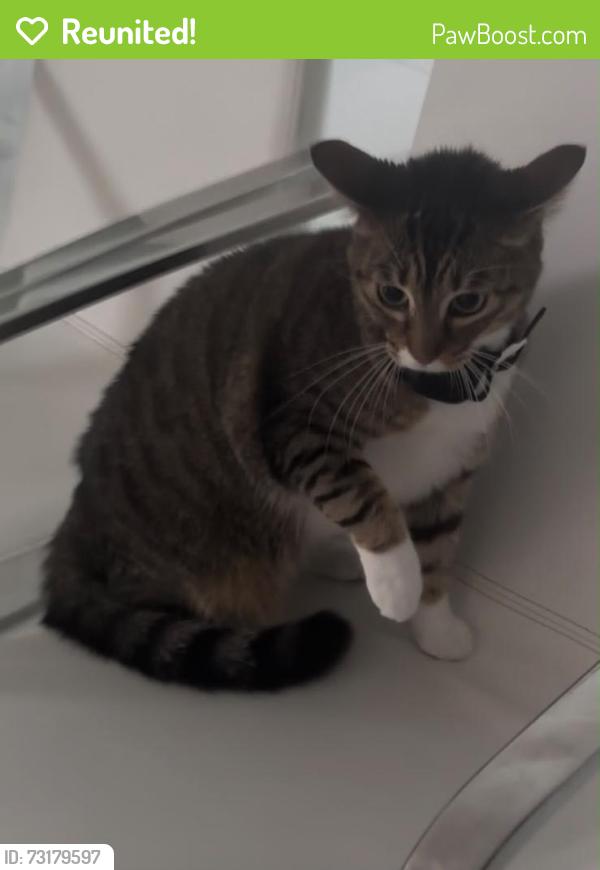 Reunited Female Cat last seen Near SW 142nd Ave, Miami, FL 33183, USA, Miami, FL 33183