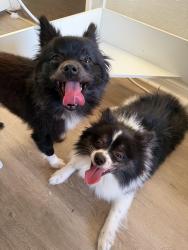 Reunited Female Dog last seen 10th Street, Long Beach, Long Beach, CA 90813