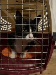 Reunited Unknown Cat last seen Susan road, Oakville, MO 63129
