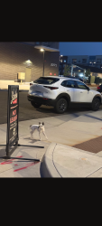 Found/Stray Unknown Dog last seen In the Stanley Marketplace area in Aurora, Aurora, CO 80010