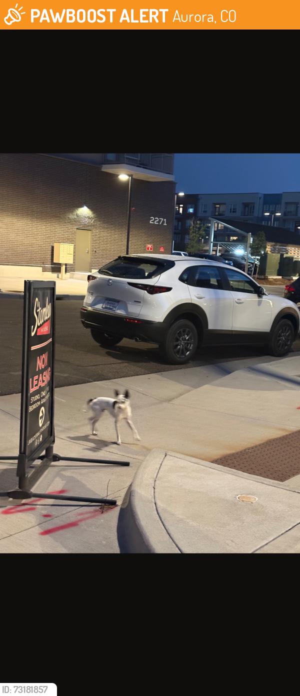Found/Stray Unknown Dog last seen In the Stanley Marketplace area in Aurora, Aurora, CO 80010