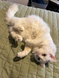 Reunited Female Cat last seen Stonebridge and Rock Garden Circle, Winston-Salem, NC 27104