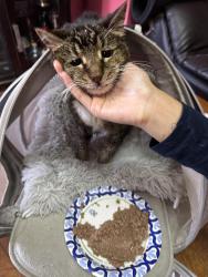 Reunited Female Cat last seen Capitol ave, San Francisco, CA 94112