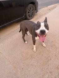 Found/Stray Female Dog last seen E PLEASANT LN and S 42nd St, Phoenix, AZ 85042