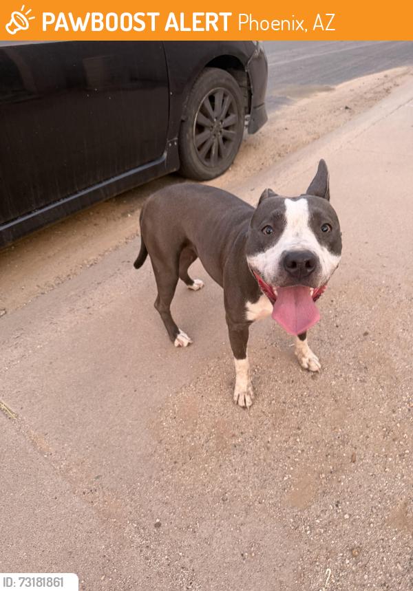 Found/Stray Female Dog last seen E PLEASANT LN and S 42nd St, Phoenix, AZ 85042