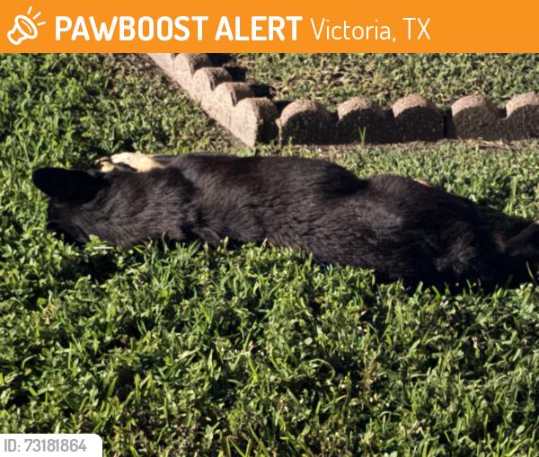 Found/Stray Unknown Dog last seen Bowie Dr, Victoria, TX 77901