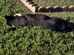 Found/Stray Unknown Dog last seen Bowie Dr, Victoria, TX 77901