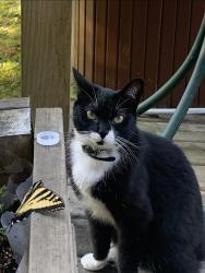 Lost Female Cat last seen Highway 15 and 96 ave (Near Tynehead Park), Surrey, BC V4N 4B3