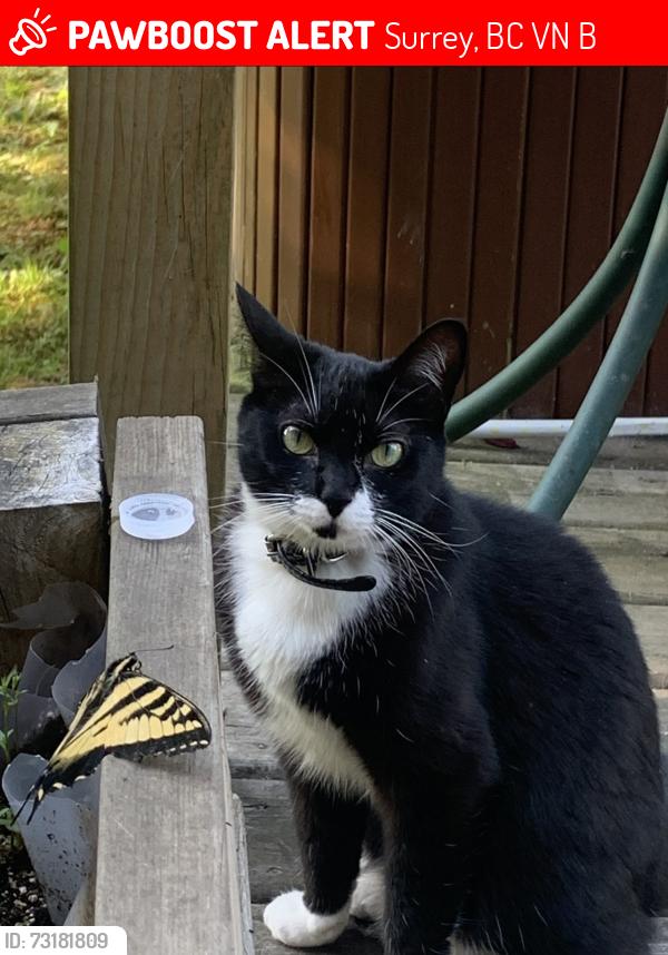 Lost Female Cat last seen Highway 15 and 96 ave (Near Tynehead Park), Surrey, BC V4N 4B3