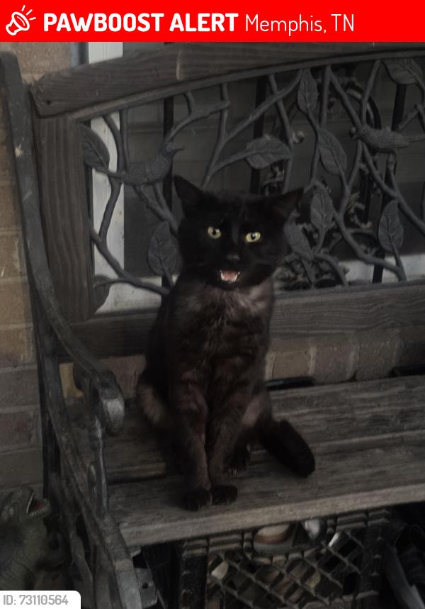 Lost Male Cat last seen Near Vaal Ave, Memphis, TN 38109