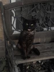 Lost Male Cat last seen Near Vaal Ave, Memphis, TN 38109