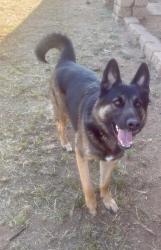 Reunited Male Dog last seen Uclied, National City, CA 91950