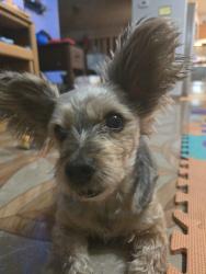 Lost Female Dog last seen Misty Springs and Summer Fest, San Antonio, TX 78244