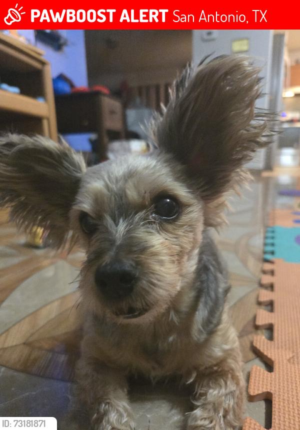 Lost Female Dog last seen Misty Springs and Summer Fest, San Antonio, TX 78244