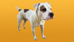 Found/Stray Male Dog last seen 41st & 193rd Broken Arrow, Broken Arrow, OK 74014
