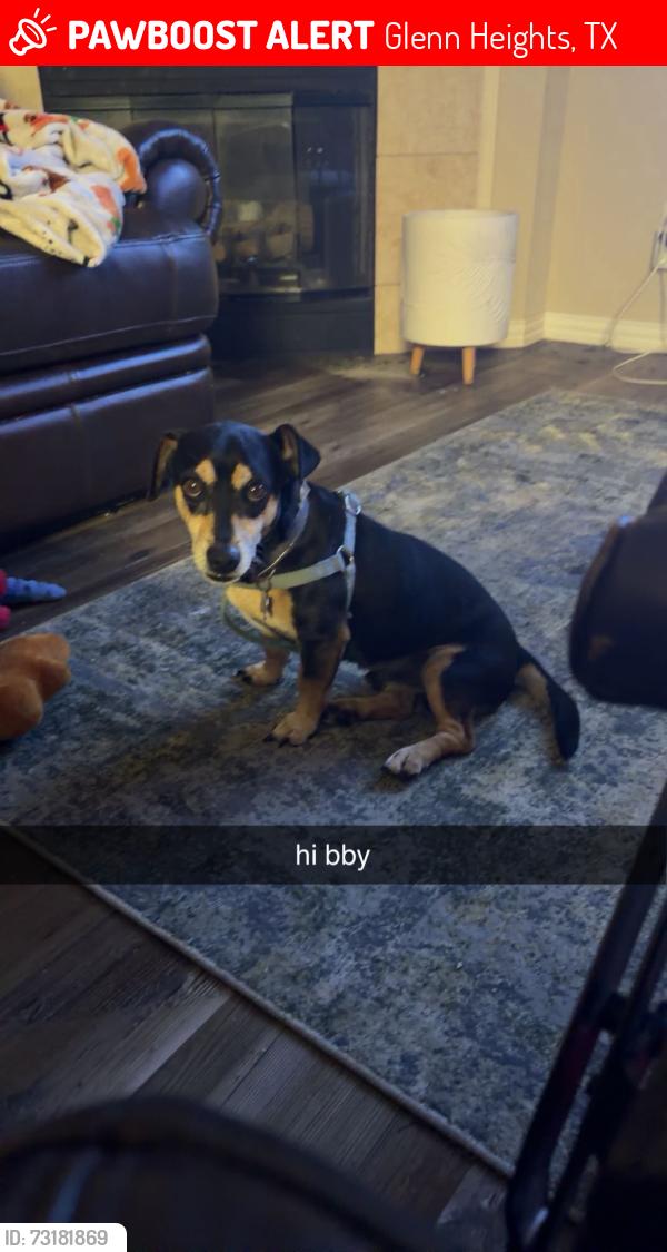 Lost Male Dog last seen Gateway est Glenn Heights, Glenn Heights, TX 75154