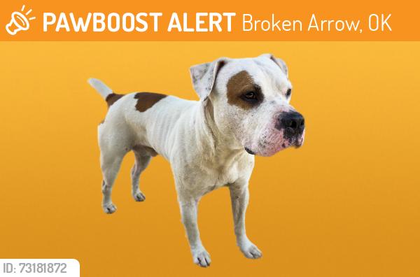 Found/Stray Male Dog last seen 41st & 193rd Broken Arrow, Broken Arrow, OK 74014