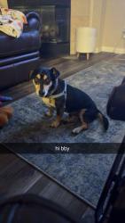 Lost Male Dog last seen Gateway est Glenn Heights, Glenn Heights, TX 75154