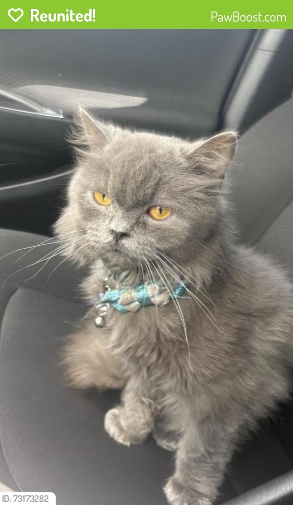 Reunited Male Cat last seen Near west Greeley st and North sweet gum Ave, Broken Arrow, OK 74012