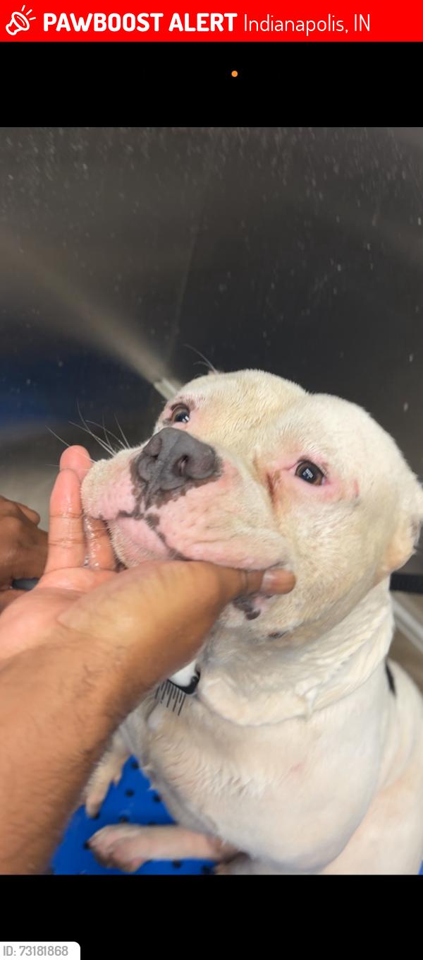 Lost Male Dog last seen Reformers ave, Indianapolis, IN 46203