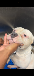 Lost Male Dog last seen Reformers ave, Indianapolis, IN 46203