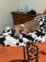 Reunited Female Dog last seen Near Honea Egypt rd, Montgomery, TX 77316