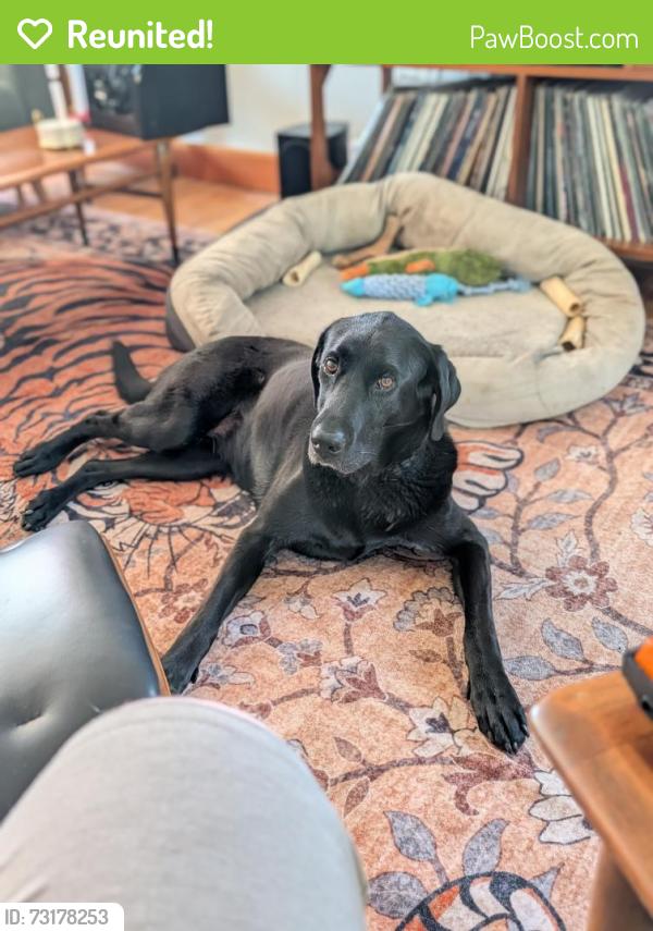 Reunited Female Dog last seen 62nd and Prescott, Portland, OR 97218