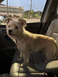 Found/Stray Female Dog last seen Wurzbach and Merkens, San Antonio, TX 78229