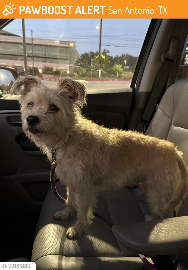 Found/Stray Female Dog last seen Wurzbach and Merkens, San Antonio, TX 78229