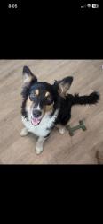 Reunited Female Dog last seen Near Grand Del Mar Ct, San Diego, CA 92130, USA, San Diego, CA 92130