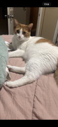 Lost Male Cat last seen Pleasant grove, Roseville, CA 95747