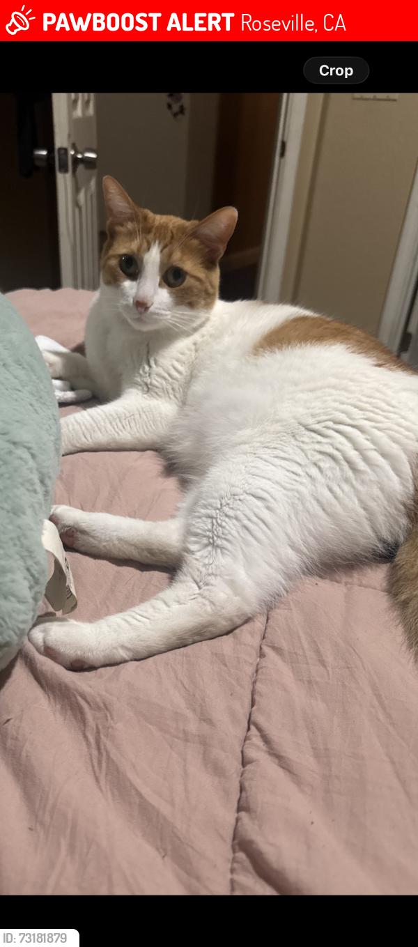 Lost Male Cat last seen Pleasant grove, Roseville, CA 95747
