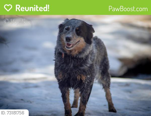 Reunited Female Dog last seen Near Zuni St, Denver, CO 80221, USA, Denver, CO 80221