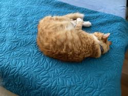 Lost Male Cat last seen Koree Street, Carina, Carina, QLD 4152