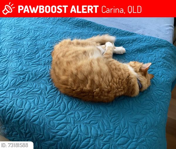 Lost Male Cat last seen Koree Street, Carina, Carina, QLD 4152
