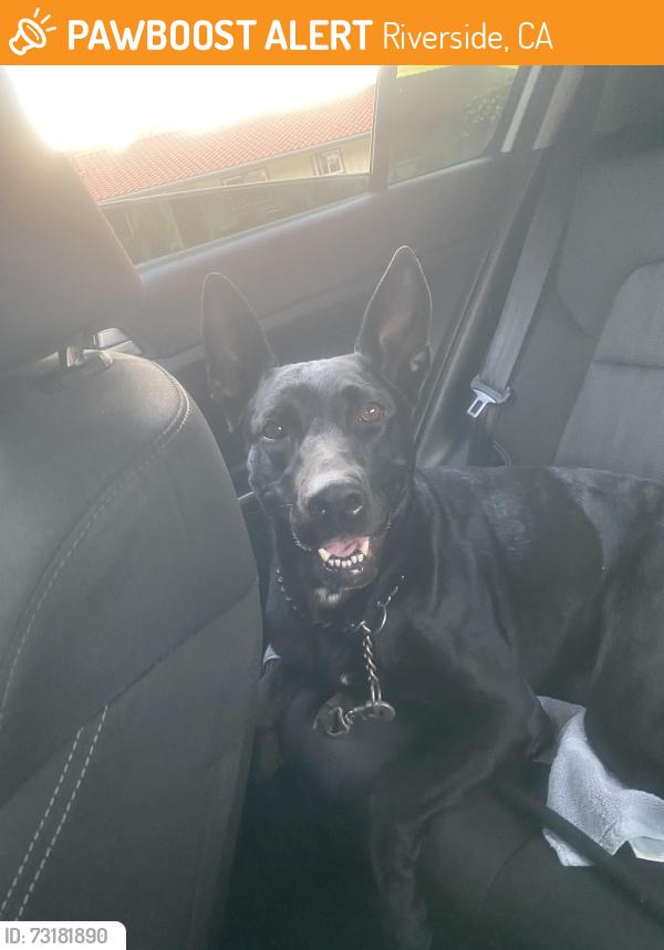 Found/Stray Female Dog last seen Brockton and 14th, Riverside, CA 92502